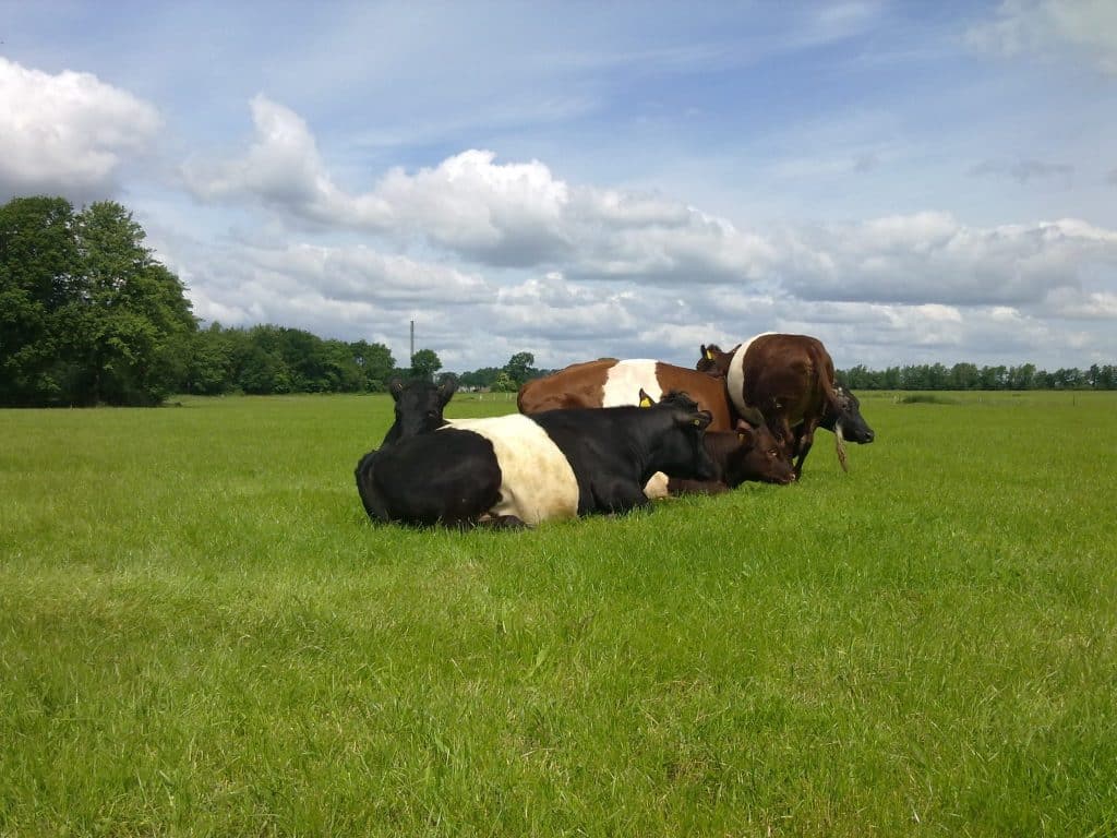 Dieren verzorgen Zorgboerderij De Gaegelpolle