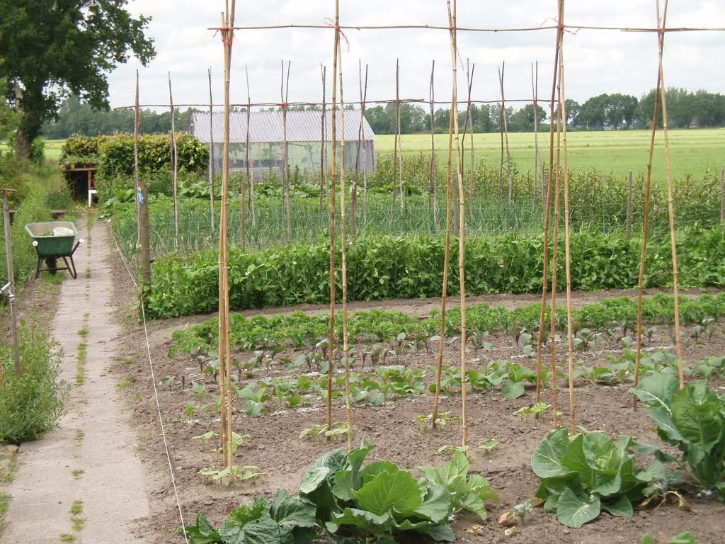 Werken in de moestuin Zorgboerderij De Gaegelpolle