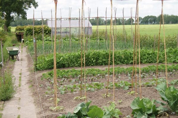 Werken in de moestuin Zorgboerderij De Gaegelpolle