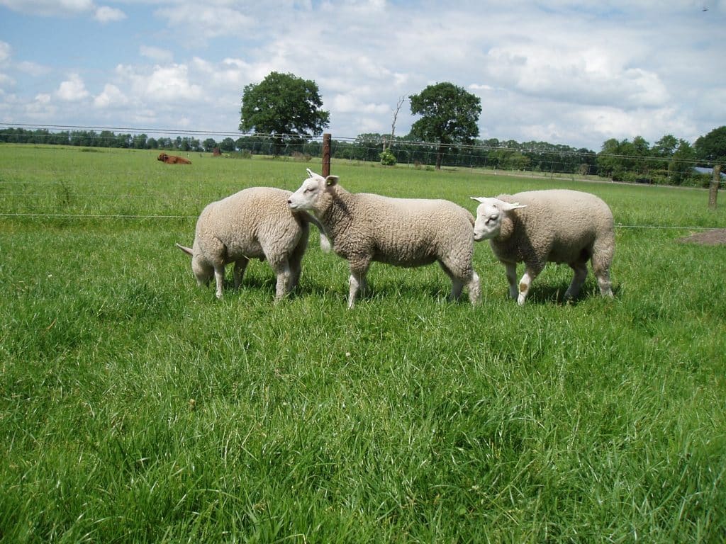 Dieren verzorgen Zorgboerderij De Gaegelpolle