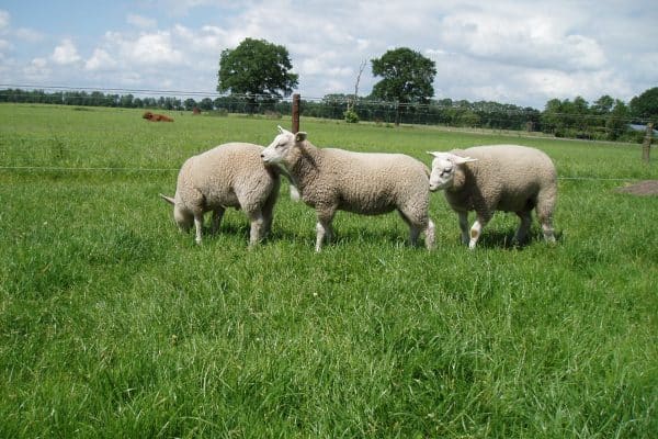 Dieren verzorgen Zorgboerderij De Gaegelpolle